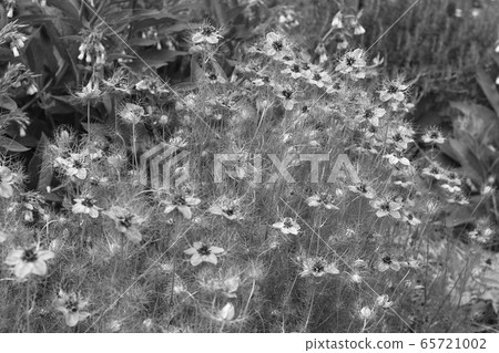 Nigella flower 65721002