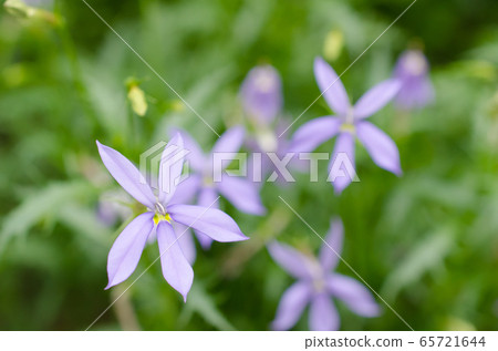Isotoma (Lorentia) Isotoma (Lorentia) 65721644