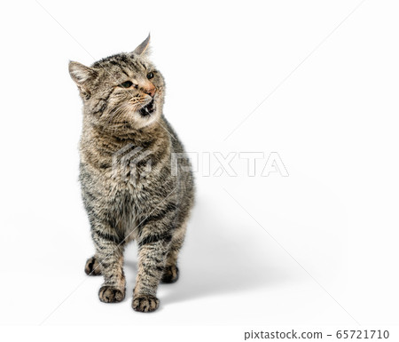 surprised gray cat on a white background surprised gray cat on a white background 65721710