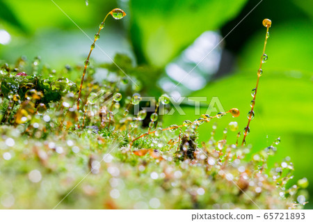 鎌倉的一座古廟裡的苔蘚和水滴 65721893