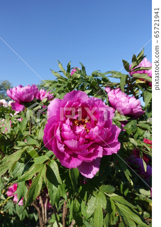 Peony button 65721941