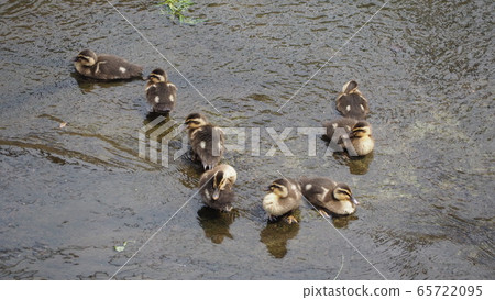 Duck 65722095