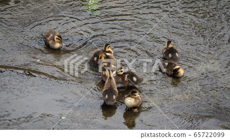 Duck Duck 65722099