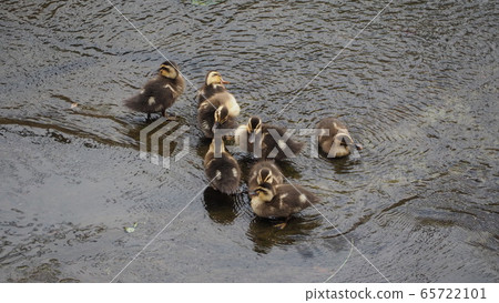Duck 65722101