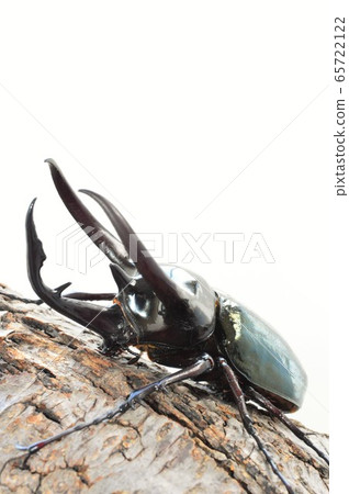 Caucasian white key background 65722122