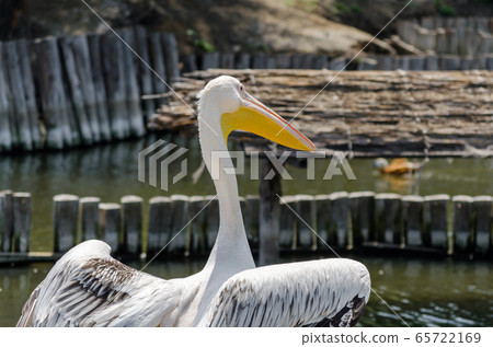 big white pelican on the lake big white pelican on the lake 65722169