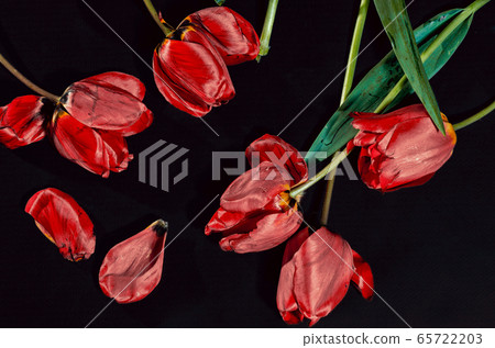 flat lay broken disheveled flowers of red tulips scattered on a black background 65722203