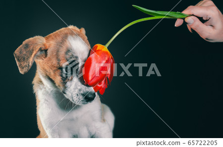cute piebald puppy with a tulip flower at dark background 65722205