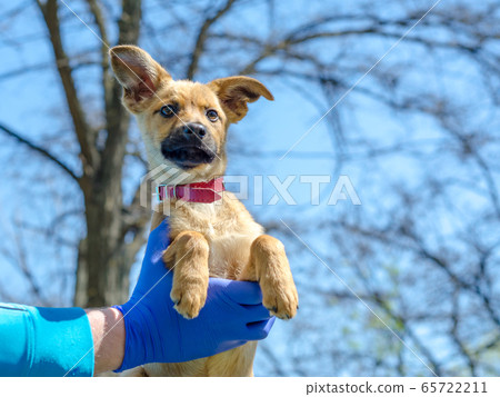 puppy mongrel in the arms of a man in blue veterinary uniform and latex gloves puppy mongrel in the arms of a man in blue veterinary uniform and latex gloves 65722211