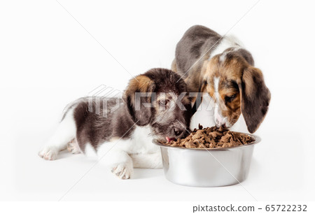 shaggy puppy mongrel with a bowl of dry food shaggy puppy mongrel with a bowl of dry food 65722232