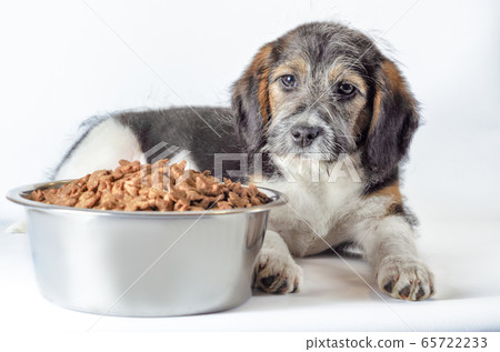 shaggy puppy mongrel with a bowl of dry food shaggy puppy mongrel with a bowl of dry food 65722233