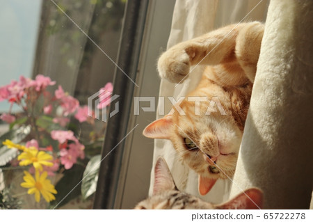 貓美國短毛貓紅色虎斑貓試圖對下面的貓做一拳貓惡作劇 貓美國短毛貓紅色虎斑貓試圖對下面的貓做一拳貓惡作劇 65722278