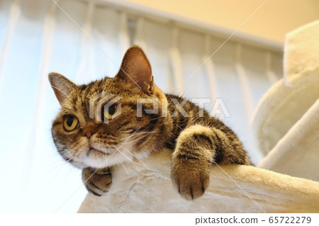 通過查找貓美國短毛貓棕色虎斑貓好奇 65722279