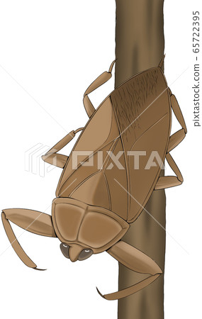 Tama Tama Tama Tama 65722395