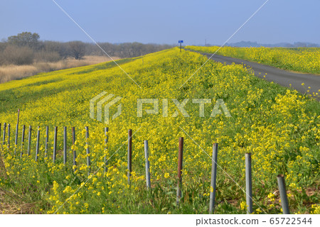 Rape blossoms blooming on the banks of the Watarase Reservoir, Tomaba River Rape blossoms blooming on the banks of the Watarase Reservoir, Tomaba River 65722544