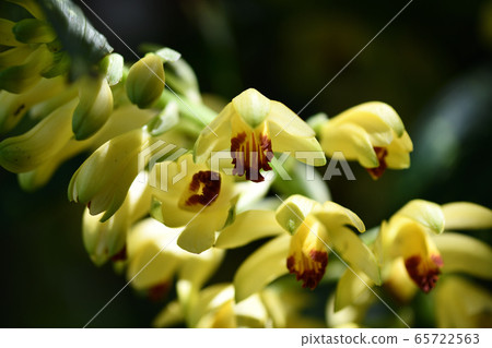 Hoshi伊朗花 65722563