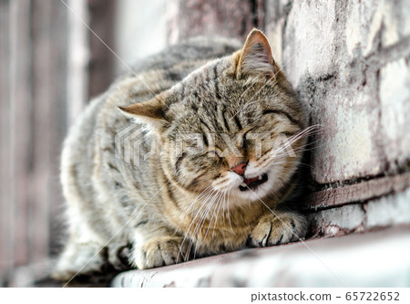 street cat sits on the windowsill of an old brick house and watches close up 65722652