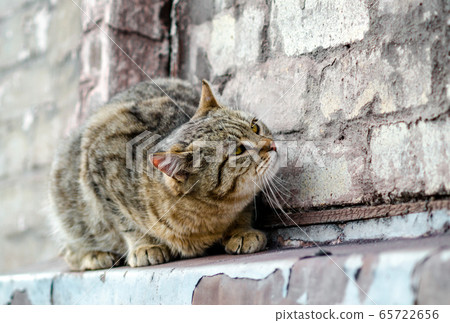 street cat sits on the windowsill of an old brick house and watches close up 65722656