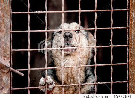 mongrel dog in a cage close up mongrel dog in a cage close up 65722671