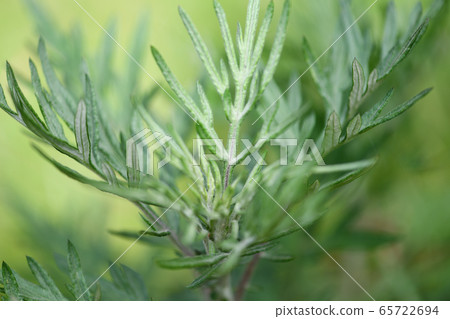 Spring mugwort 65722694