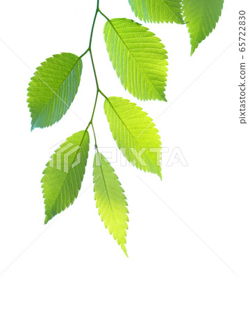 Fresh green zelkova leaves 65722830