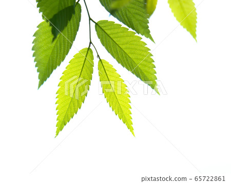 新鮮的綠色zelkova葉子 新鮮的綠色zelkova葉子 65722861