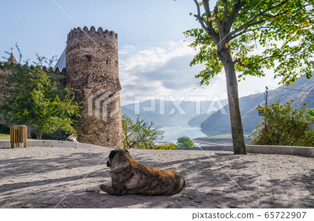 two dogs waiting for people on the background of the Zhinvali reservoir and Ananuri fortress in Georgia 65722907