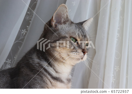 Cat American Shorthair Blue Tabby with beautiful green eyes before curtain lace Cat American Shorthair Blue Tabby with beautiful green eyes before curtain lace 65722937