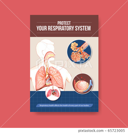 information about anatomy of the respiratory 65723005
