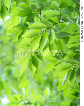 新鮮的綠色zelkova葉子 65723070