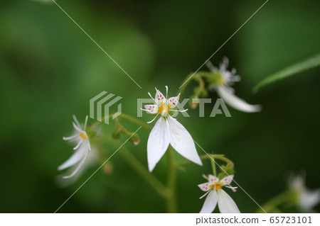 Early summer Yukinoshita 65723101