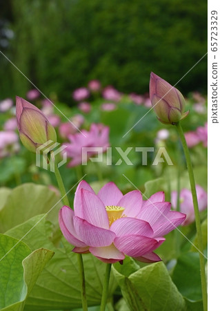 Oga Lotus Flower in Furukawa Park 65723329
