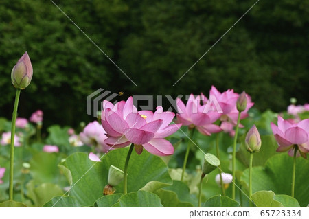 古河公園的大賀蓮花上的蜜蜂 65723334