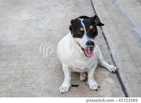 Dogs on concrete floors in natural sunlight. 65723569
