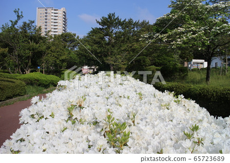 Sendai City Miyagino-ku Kashioka Park Sendai City Miyagino-ku Kashioka Park 65723689