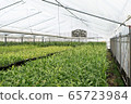 Plants growing in a greenhouse 65723984