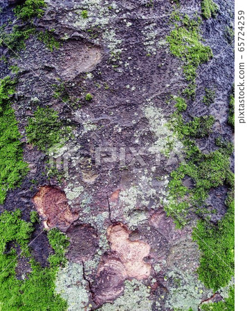 Old zelkova tree trunk with moss growing 65724259
