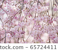 垂枝櫻花 65724411