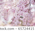 垂枝櫻花 65724415
