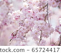 垂枝櫻花 65724417