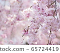 垂枝櫻花 65724419