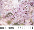 垂枝櫻花 65724421