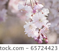 垂枝櫻花 65724423
