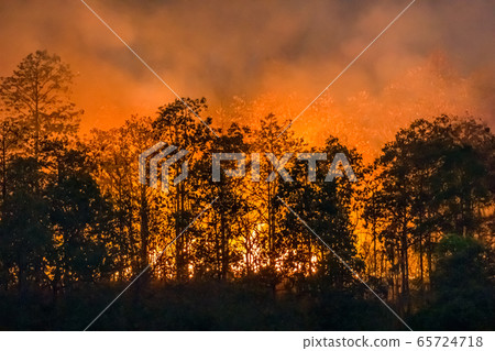 forest fire disaster is burning caused by human 65724718