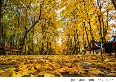 Autumn city park 65724977