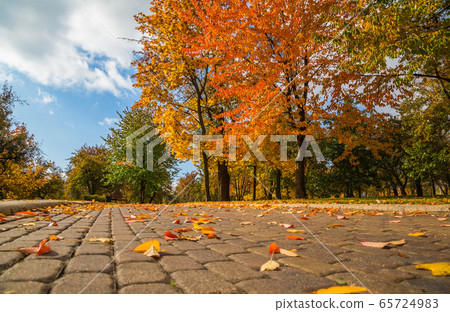 Autumn city park Autumn city park 65724983