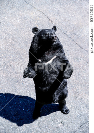 Black bear on a bear ranch begging for food Black bear on a bear ranch begging for food 65725033