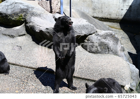 Black bear on a bear ranch begging for food Black bear on a bear ranch begging for food 65725043