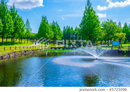 Uchiage河防洪中的水杉 65725096