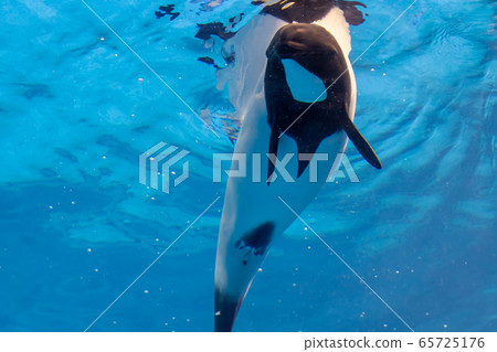 Dolphin dolphin 65725176